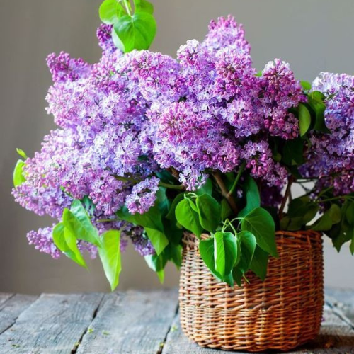 Co kwitnie w maju: Przewodnik po majowych kwiatach i roślinach